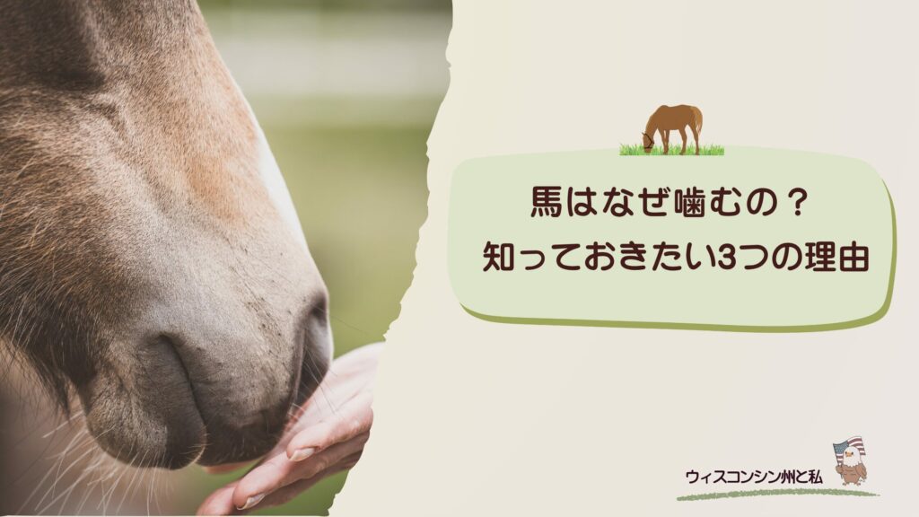 馬が噛む理由